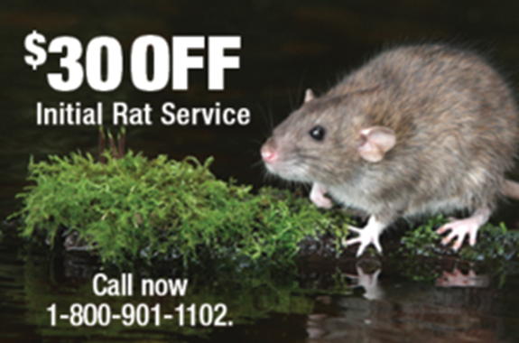 rats san diego