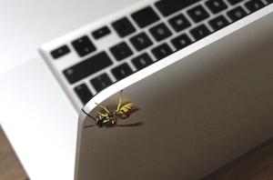 Wasp Control Services
