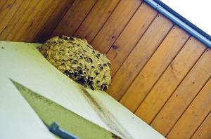 Wasp Nest Prevention