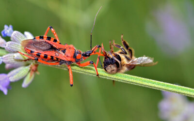 Assassin Bugs: The “Kiss” of Death.