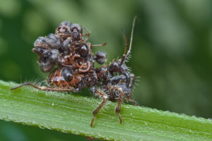 assassin-bug-carrying-corpses
