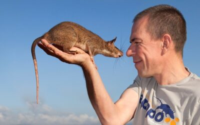 Giant Rats:  From Nasty Vermin to Super Heros