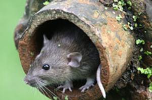Rat in Pipe