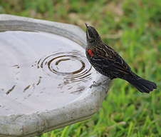 Add bacillus thuringiensis (BT) to the water