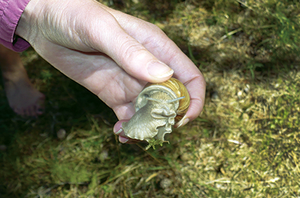 snail control slug diy hand picking pest snails slugs service