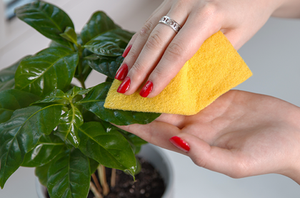 Corky's DIY Whitefly Control Service