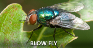 FLY ID : Fly Identification : Identify Flies : Corky's Pest Control