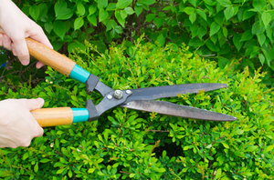 Clip Bushes