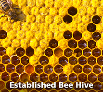Established Bee Hive