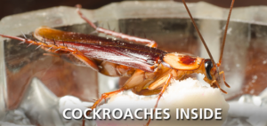 Cockroach Service : Roaches : San Diego Cockroach Service : Los Angeles ...