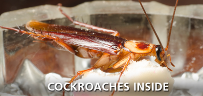 Cockroaches Inside