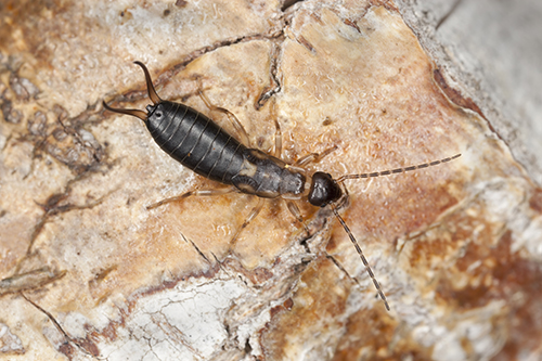 Earwig on wood, macro photo - Corky's Pest Control Services & Termite ...