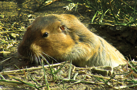 GOPHERS | Corky's Pest Control Services & Termite Services ...