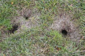 GROUND SQUIRREL : San Diego Squirrel Control : Los Angeles Squirrel ...