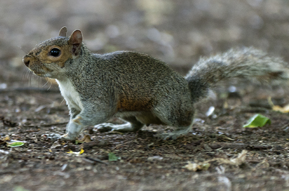 Squirrel Running