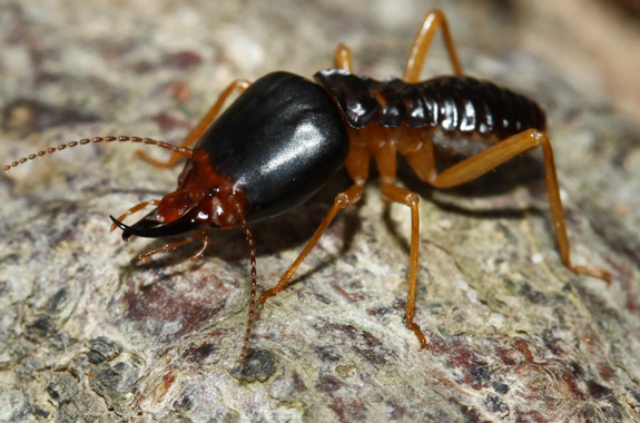 Corky's Termite Identification