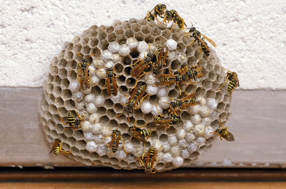 Corky's wasp services