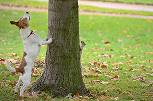 Dog and Tree