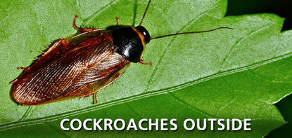 Cockroaches Outside
