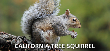 California Tree Squirrel