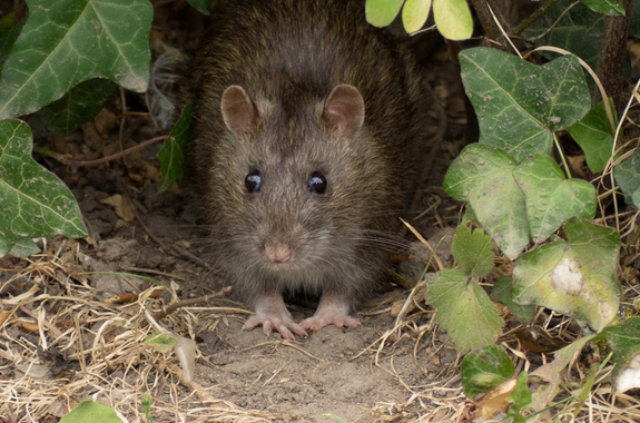 Rat Control Service : Rat Service : San Diego Rat Service : Los Angeles ...