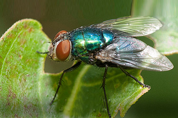 blow fly on top of a leaf