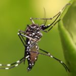 Aedes-egyepti