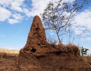 Termite hill colony