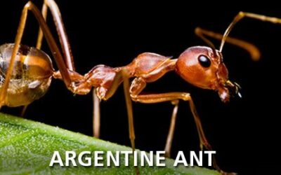 Argentine Ants and Chemical Warfare