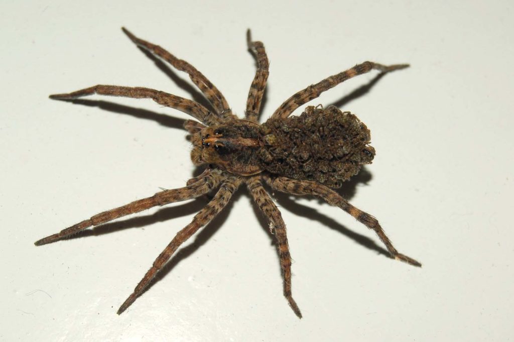 Female Wolf Spider carrying babies - Corky's Pest Control Services