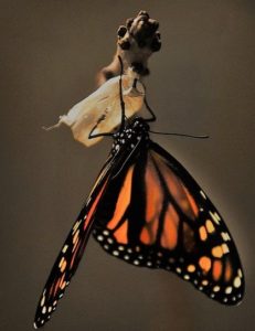 butterfly-emerging-from-cocoon-1518060_640