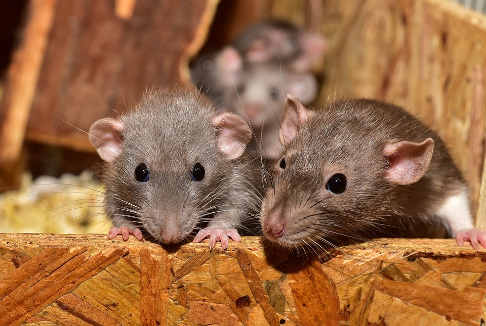 Bereiken gevolg gemakkelijk The Covid-19 Pandemic and Rat Infestations. Now What! - Corky's Pest  Control Services & Termite Services in San Diego, Los Angeles Pest Control  & Riverside Pest Control