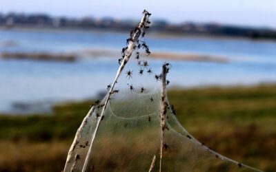 Spiders Are Flying High This Spring.