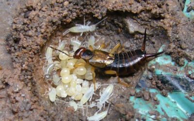 Spring Hordes of Earwigs Have Many “Wigging Out”!