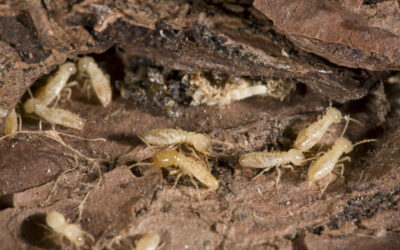 Termites Have An Appetite For Life