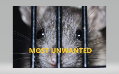 Rats and Mice, Fall’s Most Unwanted.