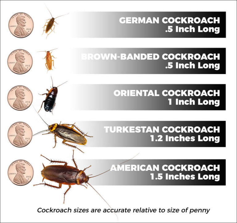 Types Of Cockroaches Corkys Pest Control Services And Termite Services