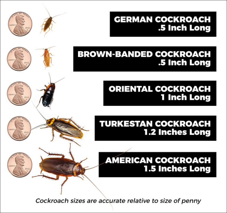 Roach Identification Chart