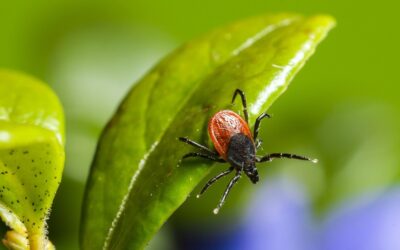 UPTICK IN TICK SIGHTINGS!