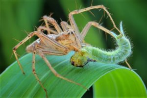 spider-eating-insects-3479732_1280