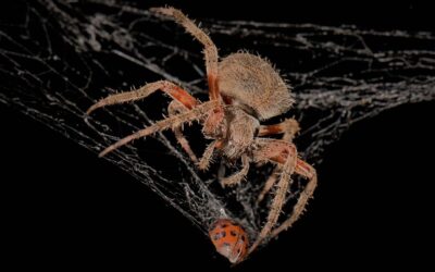 Spiders – Very Hungry Hunters!