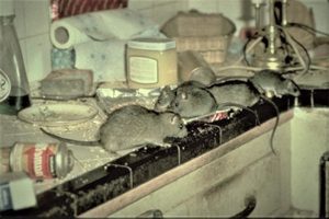 rats-in-kitchen-3