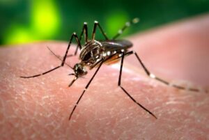 Aedes Aegypti -