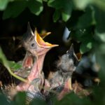 baby-birds-in-nest-384896_960_720