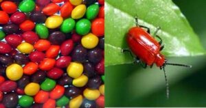 Beetle and candy