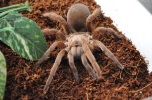 brown-hairy-spider
