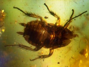Cockroach 40 to 50 million years old in amber