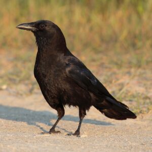 Crow Corvus-brachyrhynchos-001