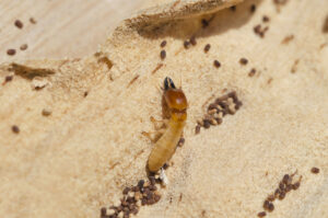 drywood-termite-soldier-and-frass