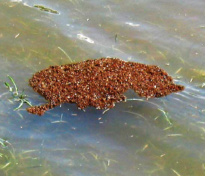 Fire Ants make living raft